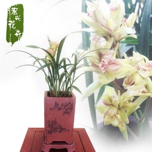 批发兰花不带花建兰四季兰富山奇蝶 绿植盆栽花卉办公室茶桌植物