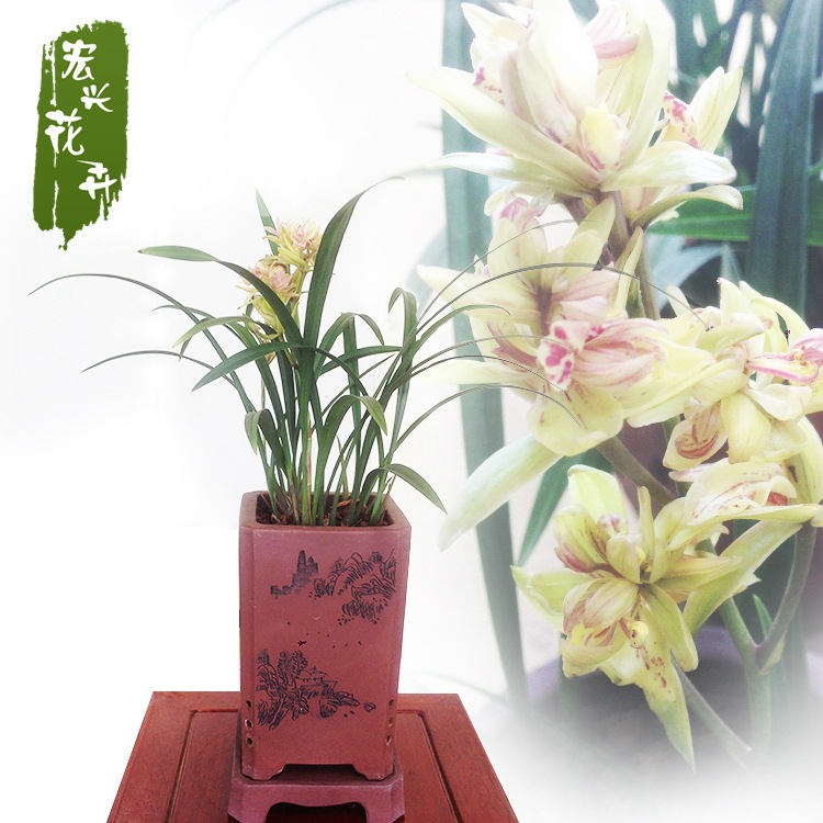 批发兰花不带花建兰四季兰富山奇蝶 绿植盆栽花卉办公室茶桌植物