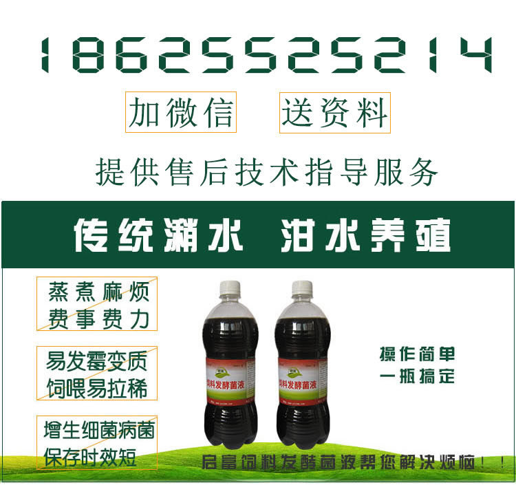 潲水发酵剂喂猪