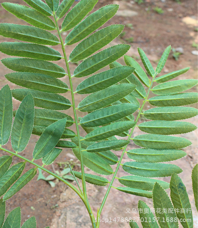 XRB-003枫杨五叉平面枝背面