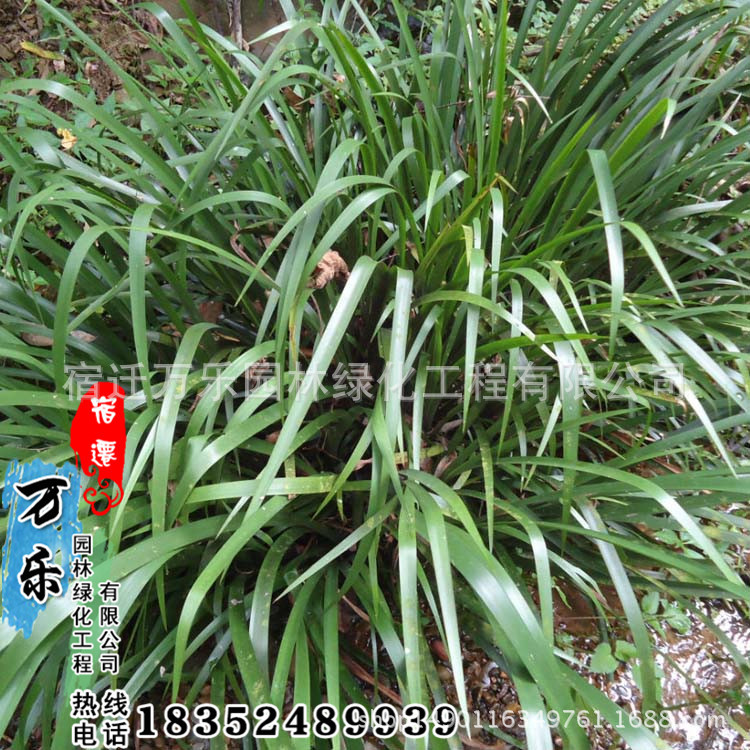 供应水生植物菖蒲石菖蒲别名山菖蒲菖蒲叶金钱蒲水剑草 供应产品 宿迁万乐园林绿化工程有限公司