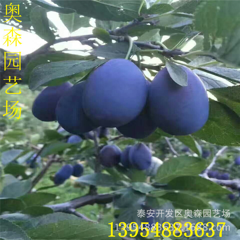 mmexport1505207828030