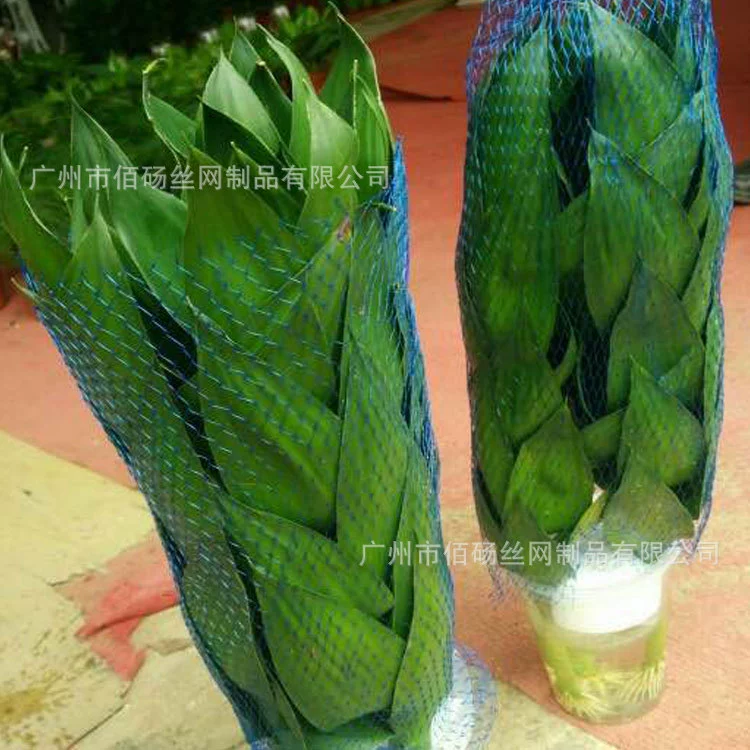 Гуанчжоу суккулентов упаковка чистый цветок завод транспорт чистая крышка большой зеленый горшок растение чистая крышка