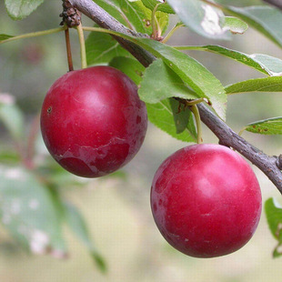 �ɼ޽Ӻڲ������� �F�ڬF�u1���ֺڲ������� Ҏ����� �r���