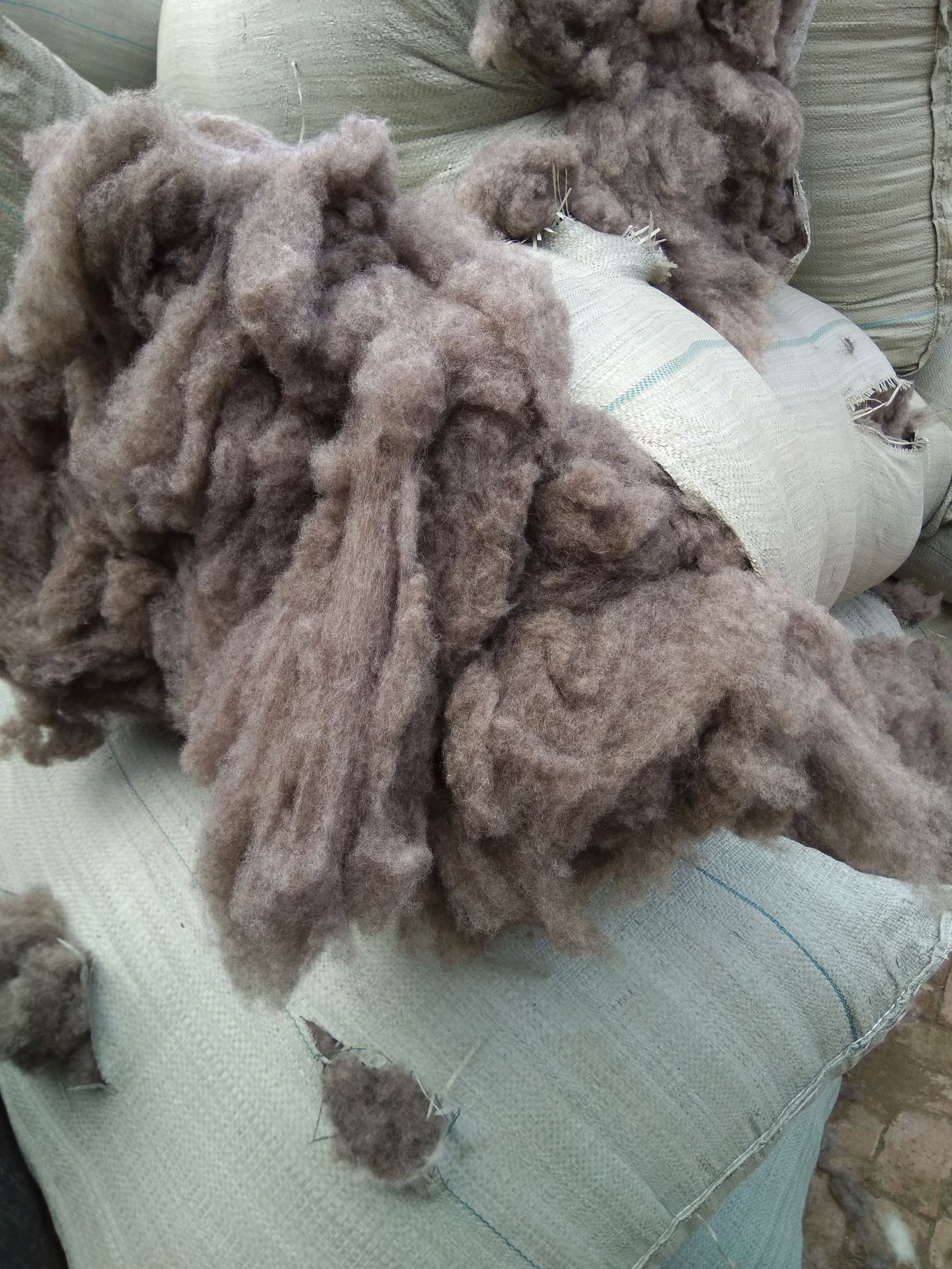 供应黑色绵羊绒