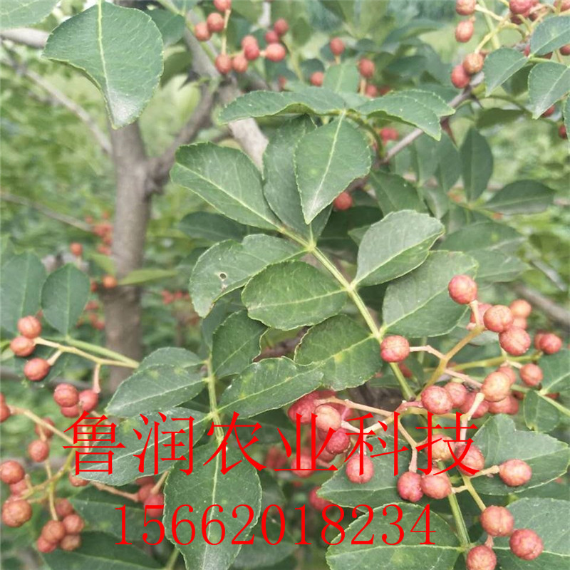 [微信图片_20170902194738]