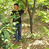 Persimmon tree Complete specifications Straight trunk/Good crown size/Price Beautiful 6-8-10 Centimeter persimmon tree