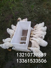 ���ϲ� �u���� �u������ߴ�DƬ