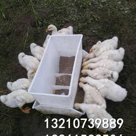 肉鸭用料槽 可限料鸭料桶图片 省料鸭鹅料槽批发