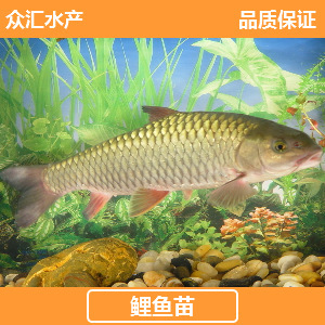 【特價】大量批發鯉魚苗 禾花鯉魚苗 稻田鯉魚苗 亞洲建鯉魚苗