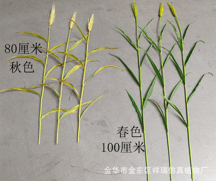 XRB-137单枝小麦1米6叶1
