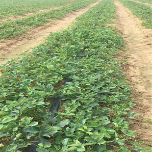 ��ݮ���N���� �¼���ݮ�r�� �t�ݮ Ʒ�N�� ���m�ز�ݮ���l