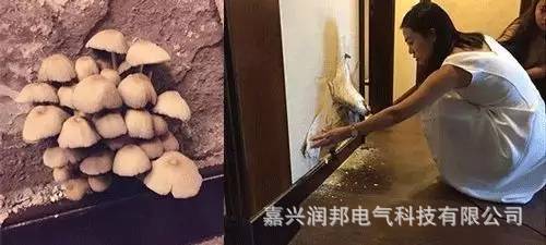 联邦尚品道丨集成吊顶和集成墙面的雨季装修全攻略