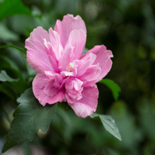 木槿树苗绿篱大花木槿盆栽绿化庭院植物篱笆墙围栏批发