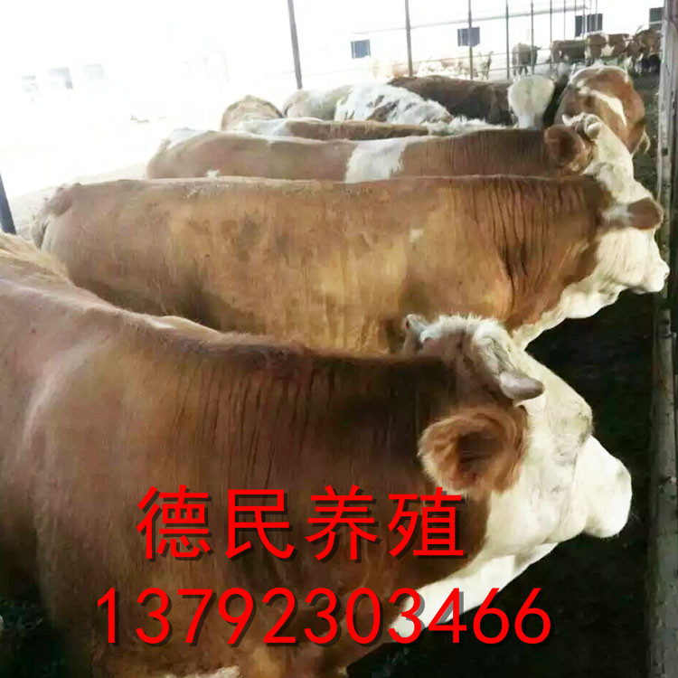 肉牛价格 小牛犊的市场行情 养殖肉牛