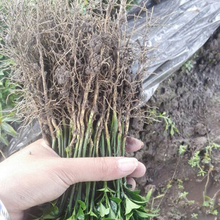 �����繩���� �F���д������� 2017��������r�񌍻�