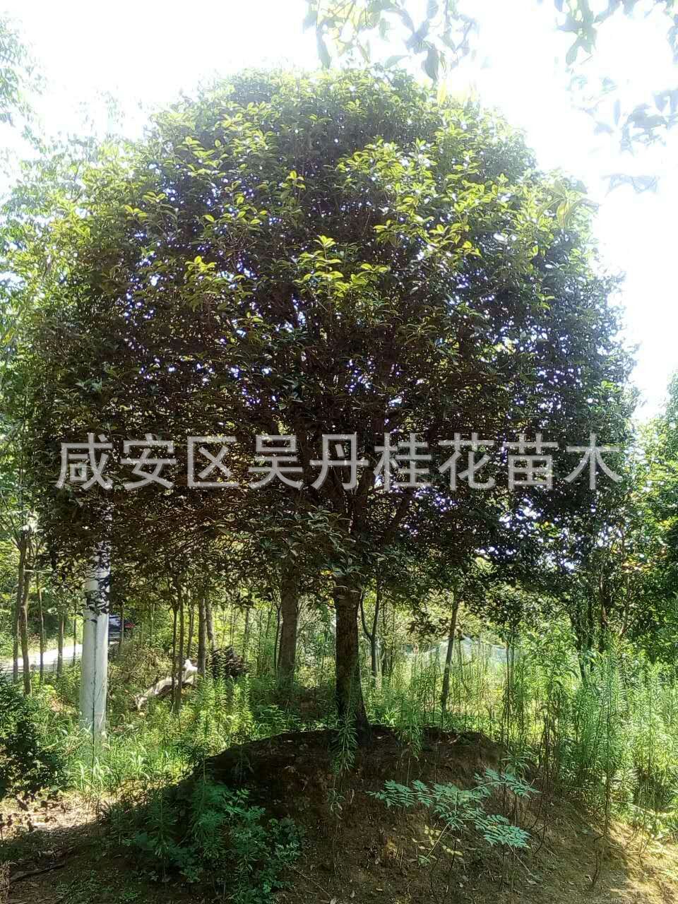 mmexport1504398481615