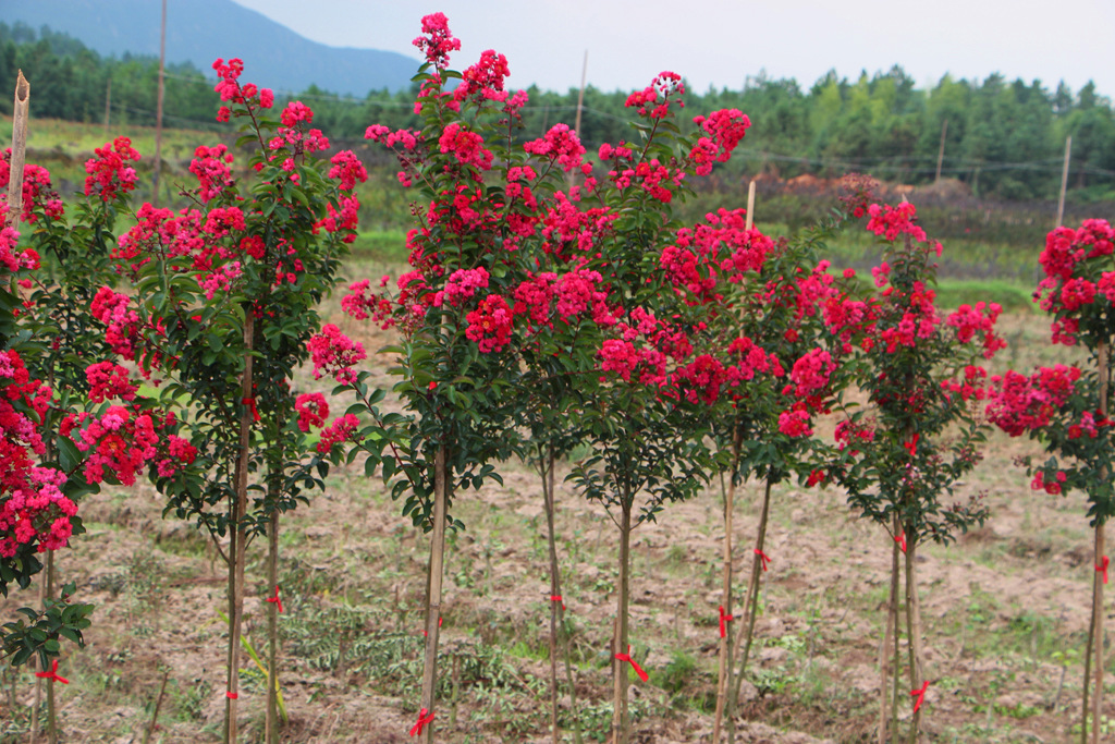 紅火箭紫薇D0.5-1cm(15)