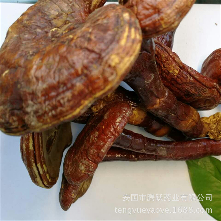Lingzhi Reishi Mushroom Slices Ganoderma lucidum Dried Herb for Tea and Decoction Wholesale key features