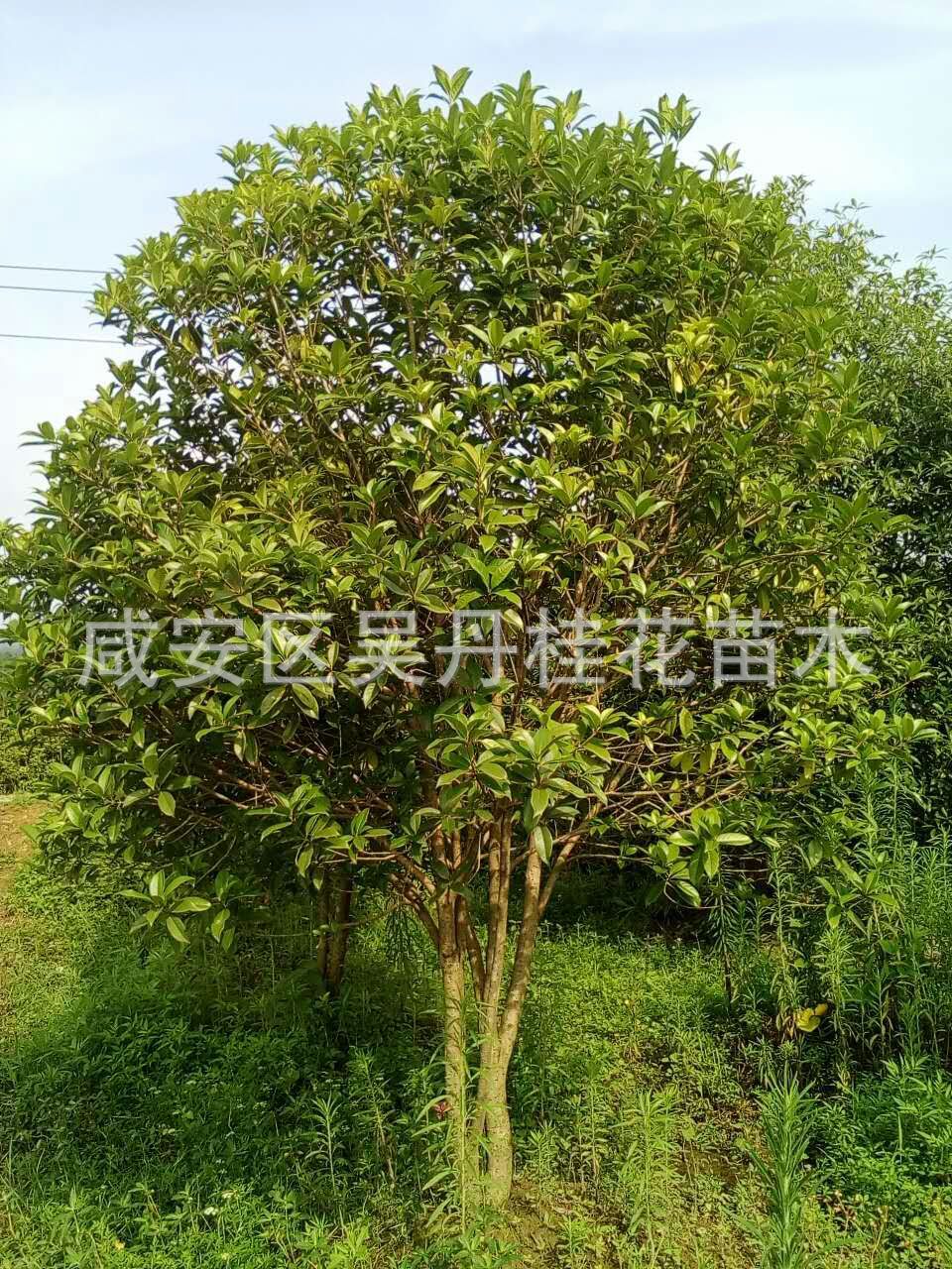 mmexport1504398537228