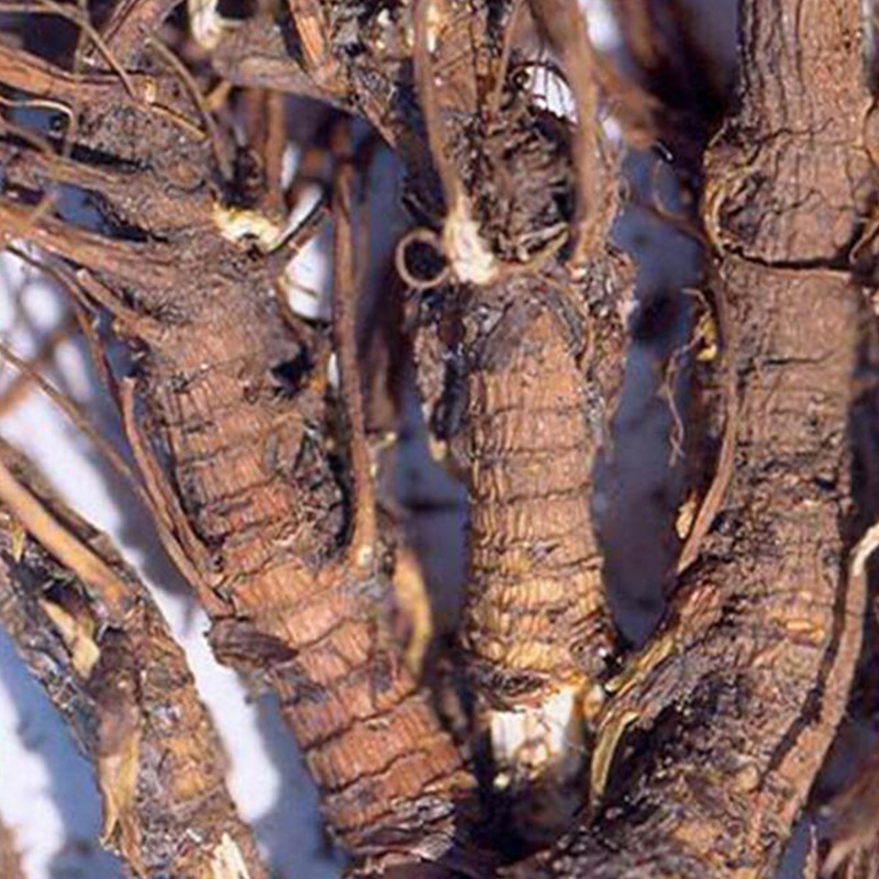 白花前胡10-49千克批125元1千克 50 千克批120元