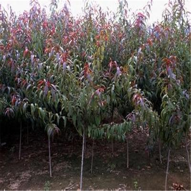 u=2989807806,322880014&fm=