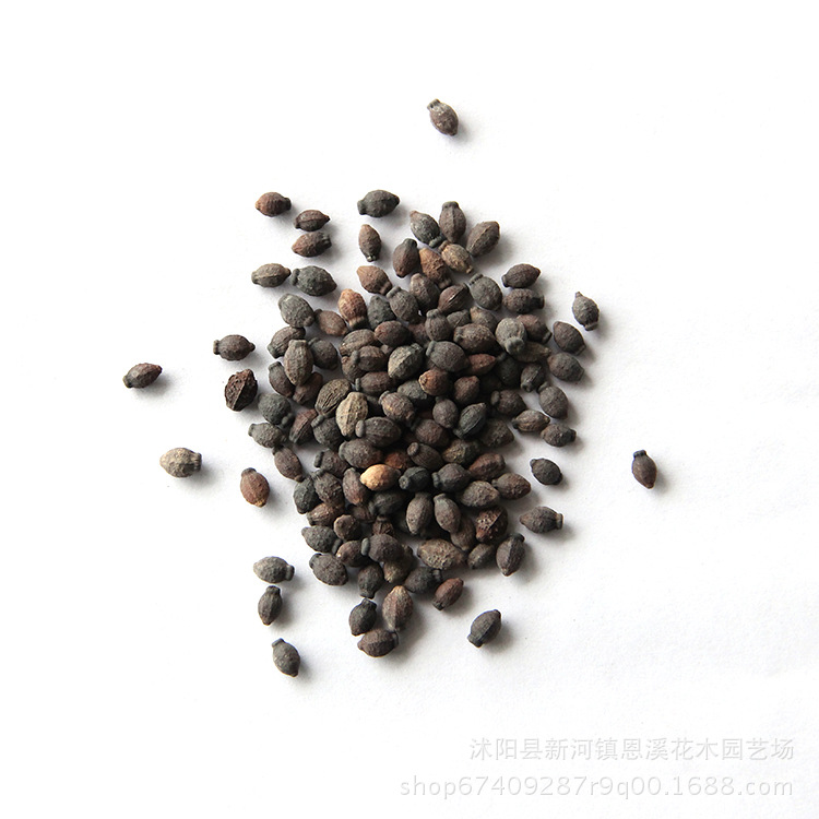 紫茉莉花籽批发 草茉莉 景观绿化花草种子 可盆栽花卉种子紫茉莉