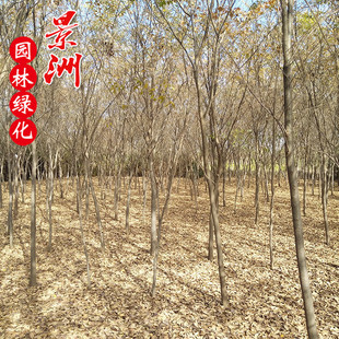 �t�Θ� �S�����l ���@ С�^ У�@ �@���^�pֲ�� �������l���~��ľ