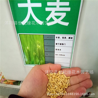 批發五谷雜糧種子 大麥 燕麥種子 農家植物原料 店鋪直銷更放心