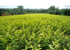 green Seedlings Aurea Privet