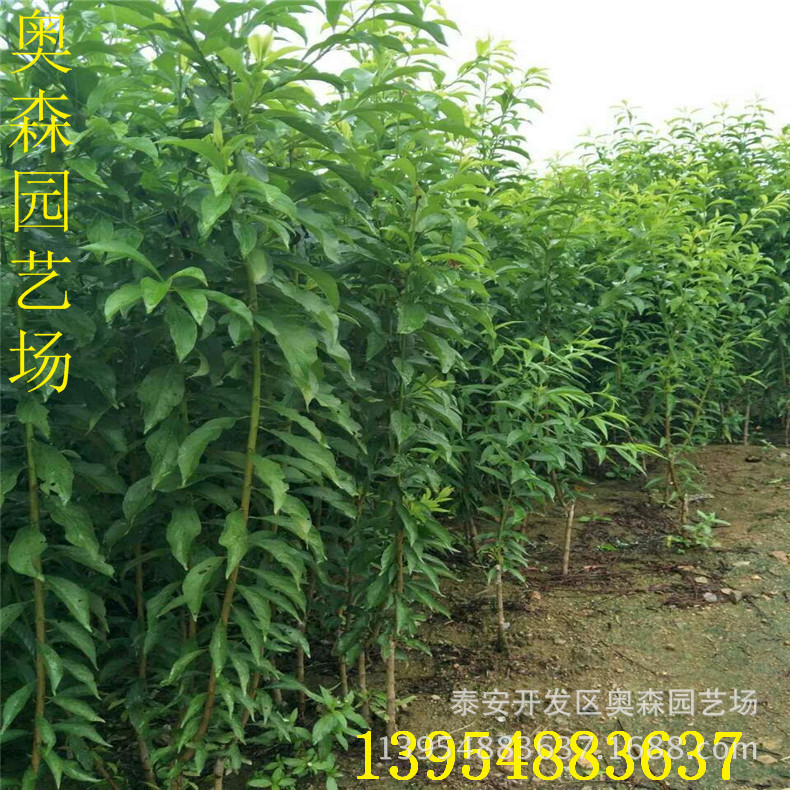 mmexport1504073203228