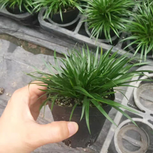 Base Direct View 80 # Money Calamus Leaf Plant Art Small Green Plant Micro Landscape DIY Creative Plant