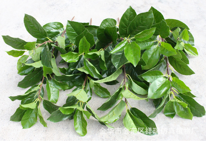 XRB-171四叉枝梨叶38叶5