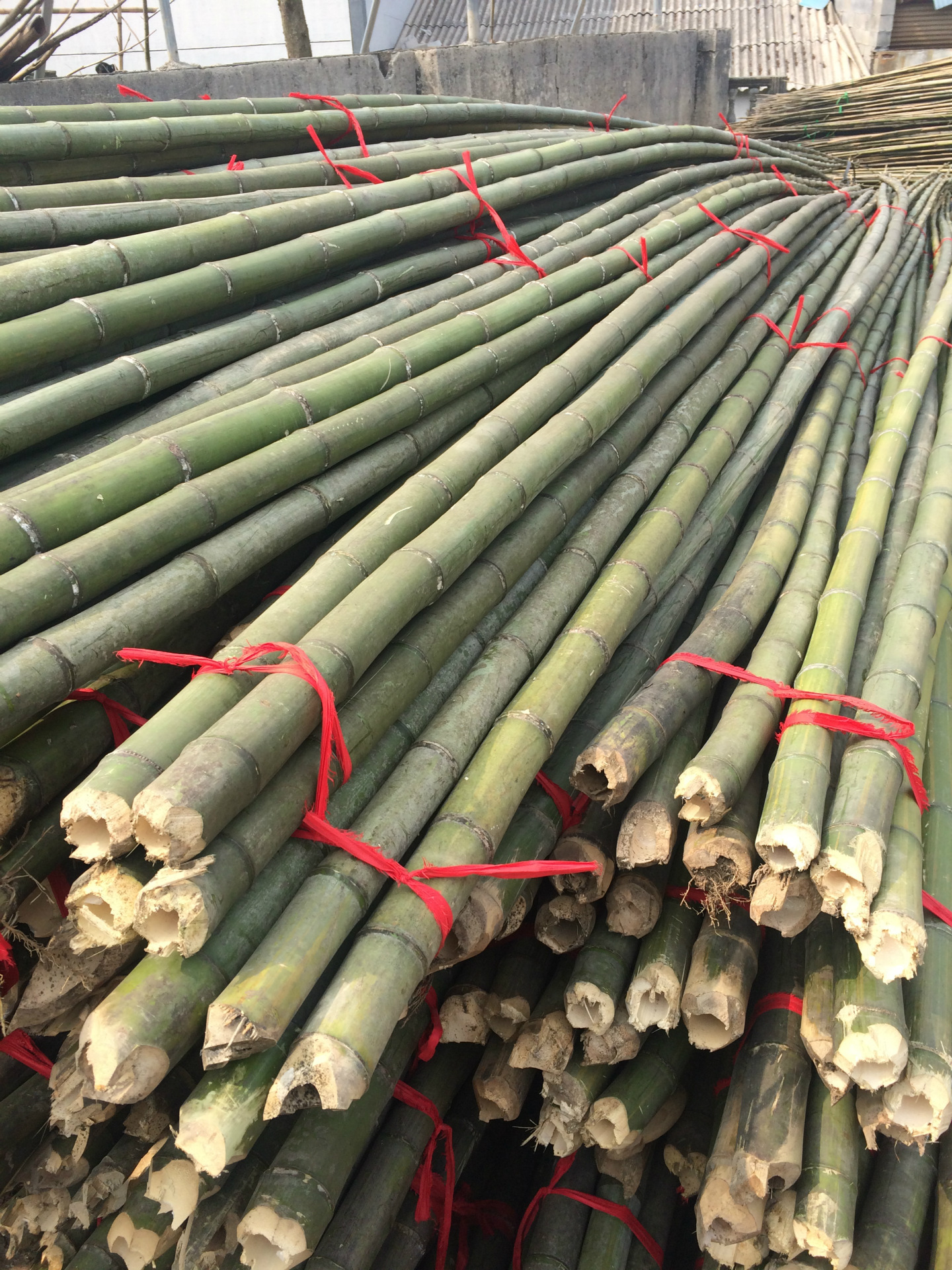 厂家直销白竹 紫竹 菜架竹 大棚竹 毛竹，优质竹材直供