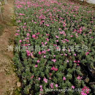 芝樱  花海景观花卉 花坛绿化带花卉玫红宿根草花