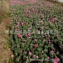 玫红花海景观绿化带草花