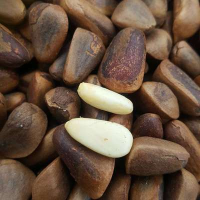 新原味东北伊春野生开口大红松子坚果休闲零食手剥新炒香脆现炒|ms