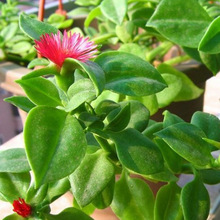 穿心莲盆栽 穿心莲盆栽品牌 图片 价格 穿心莲盆栽批发 阿里巴巴