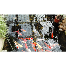科旭達魚池水凈化浙江嘉興院子魚池水處理設備生物凈化系統