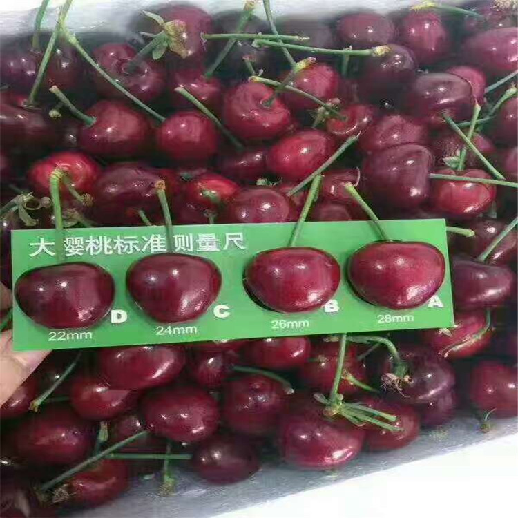 俄罗斯八号樱桃苗 含香樱桃嫁接苗 抗寒的樱桃品种 耐运输樱桃