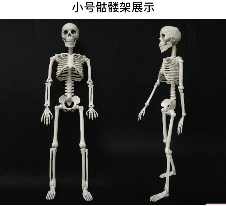 骷髅骨架_12