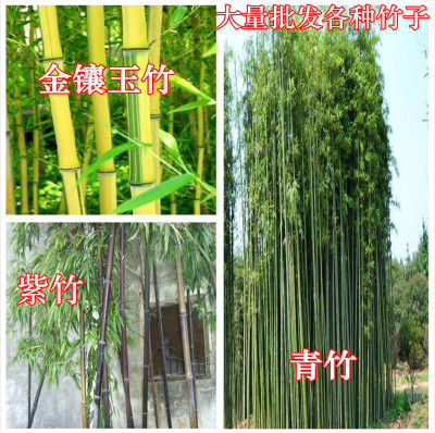 厂家直销紫竹苗金镶玉竹青竹批发竹子耐寒四季青观赏|ru