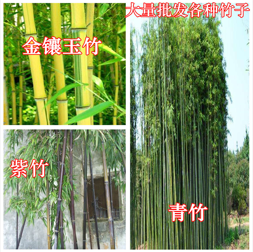 厂家直销紫竹苗金镶玉竹青竹批发竹子耐寒四季青观赏|ru