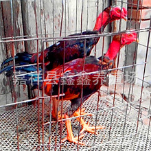 景区参加比赛的斗鸡 养殖场出售活体斗鸡价格 直售越南斗鸡苗价格