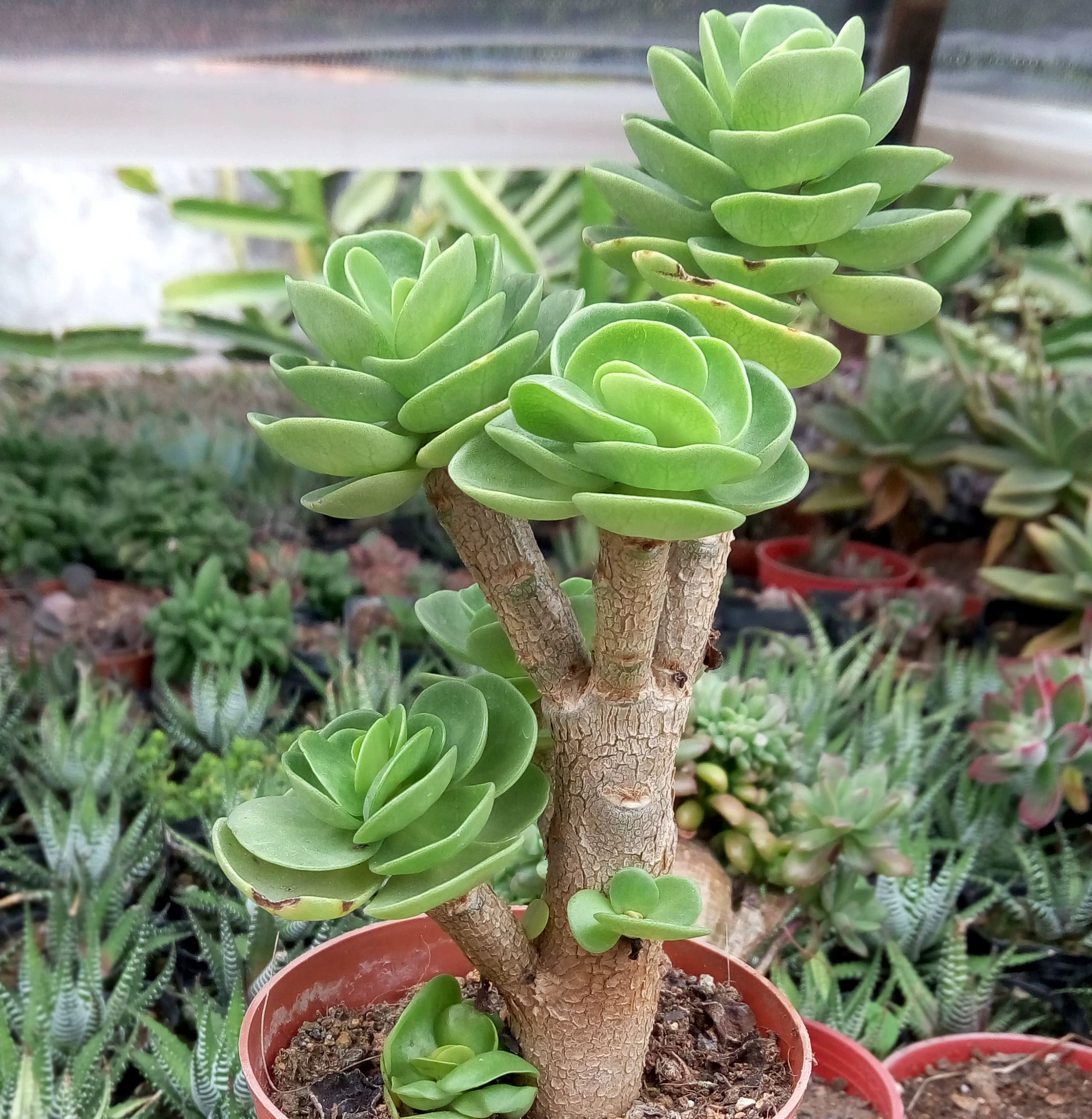 Суккуленты оптом, деревянные поддоны, маленькие старые сучки около 10-12 см, голые корни, зеленые растения в горшках, садовые цветочные рассада