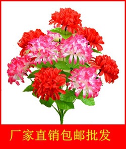 12头果绿杆双色混彩爪菊_副本