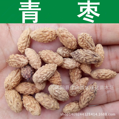 大青枣核,山枣核,枣核图片(第3页)_大山谷图库
