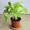 [Direct supply of the base] Viewed plant plants purify small potted flowers (A90) Golden boy combined with taro