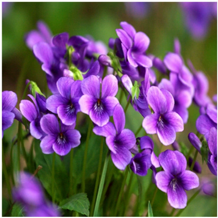 [Feilong Садоводство] Газонная трава Цветок Фиолетовый цветок Проект озеленения зеленых семян Собранные цветы с полными разновидностями и большим количеством