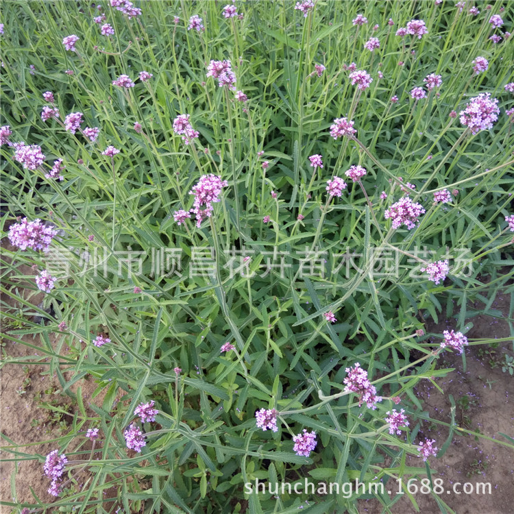 紫色花海景观柳叶马鞭草 工程绿化马鞭草花苗批发宿根花卉